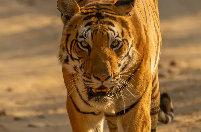 Tigre avançant face à l’objectif