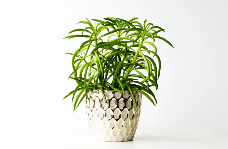 Plante verte dans un pot décoratif
